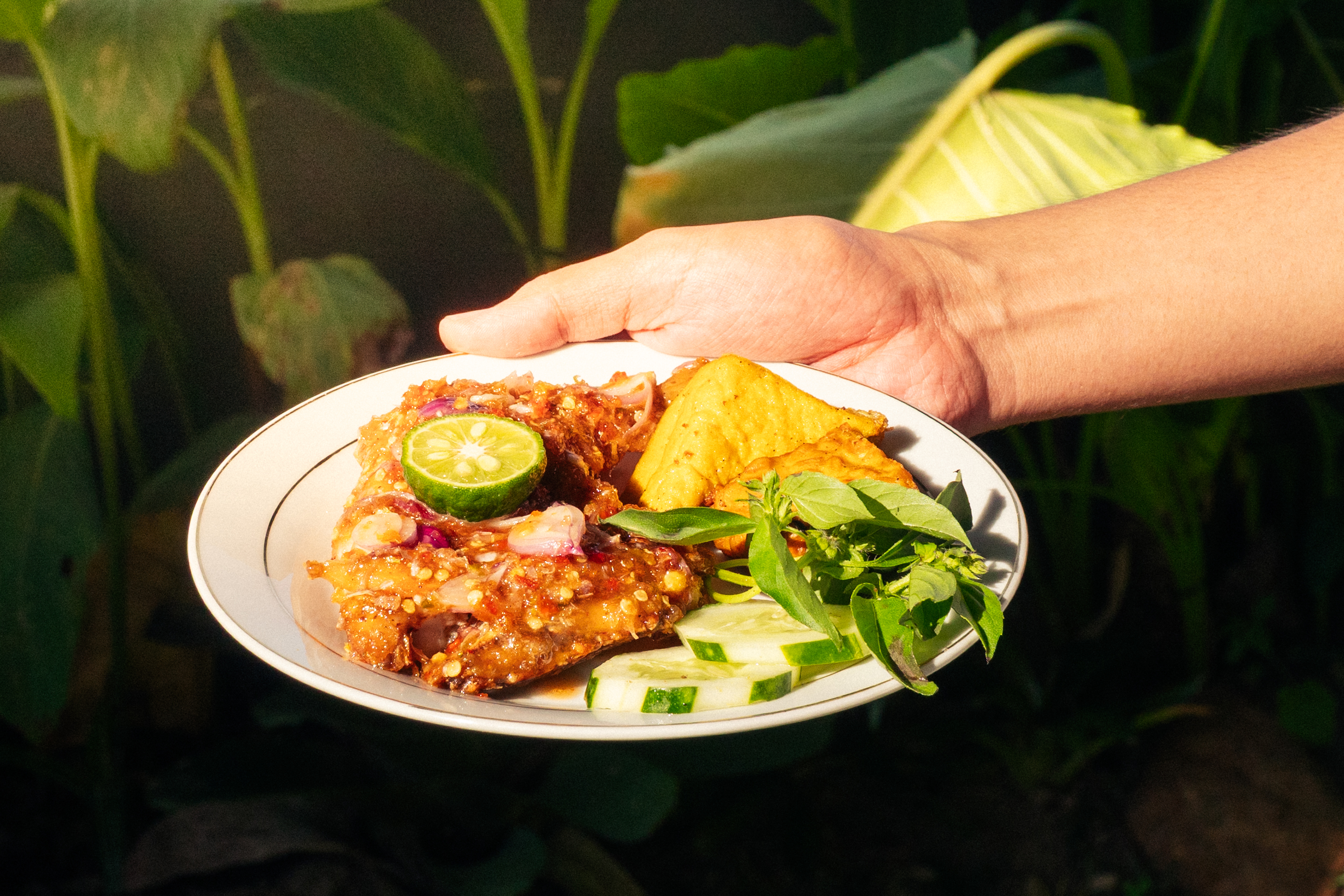 Ayam Beberok Pejantan foto 5